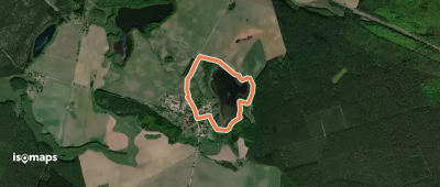 Brauner Rohrkolben Federow