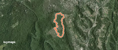 Pine Trail