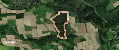 Tierisch viel los im Wald