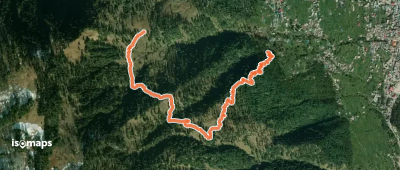 Lion King Loop
