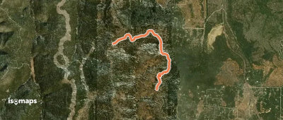 Cajun Pine Trail