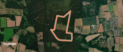 Great Hockham Yellow Walk