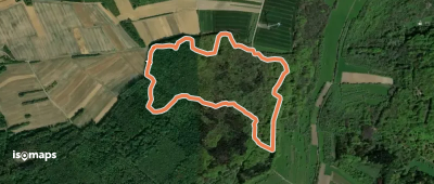 Wilder Wald Weg