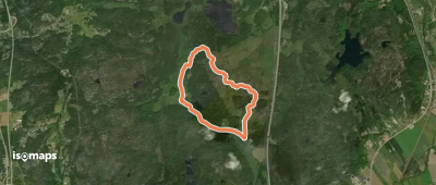 Grönabur Gul