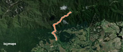 Tanekaha Forest Track