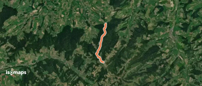 Dürschwändiwald - Ahorn
