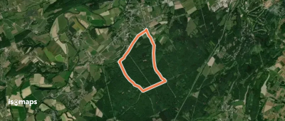 7. Chêne à l'image